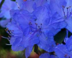 The garden has the largest accumulation of rhododendron all over New Brunswick province.